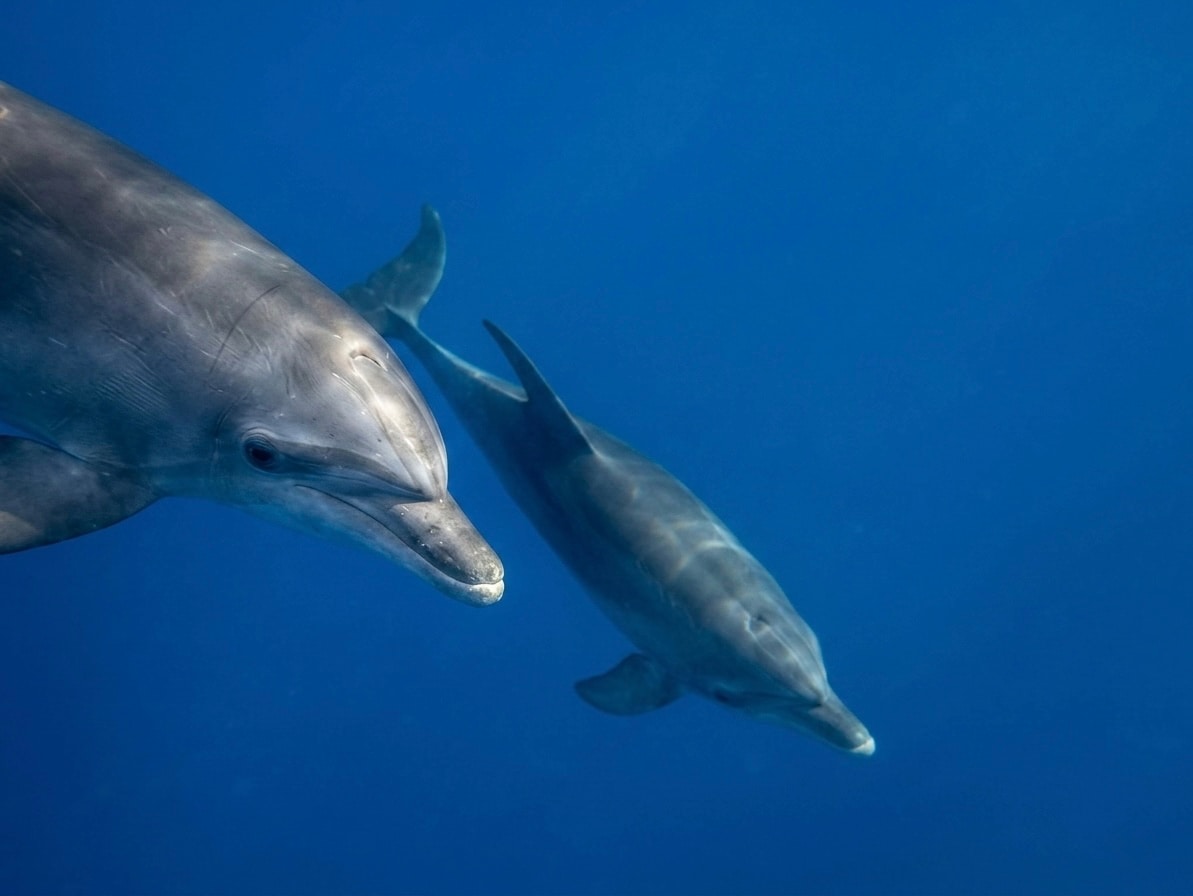 Fai Snorkel nella Zona dei Delfini in Barca