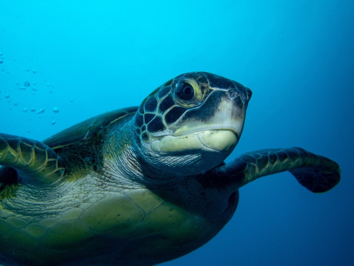 Fai Snorkel nella Zona dei Delfini in Barca