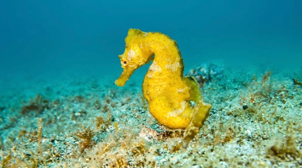 Fai Snorkel nella Zona dei Delfini in Barca
