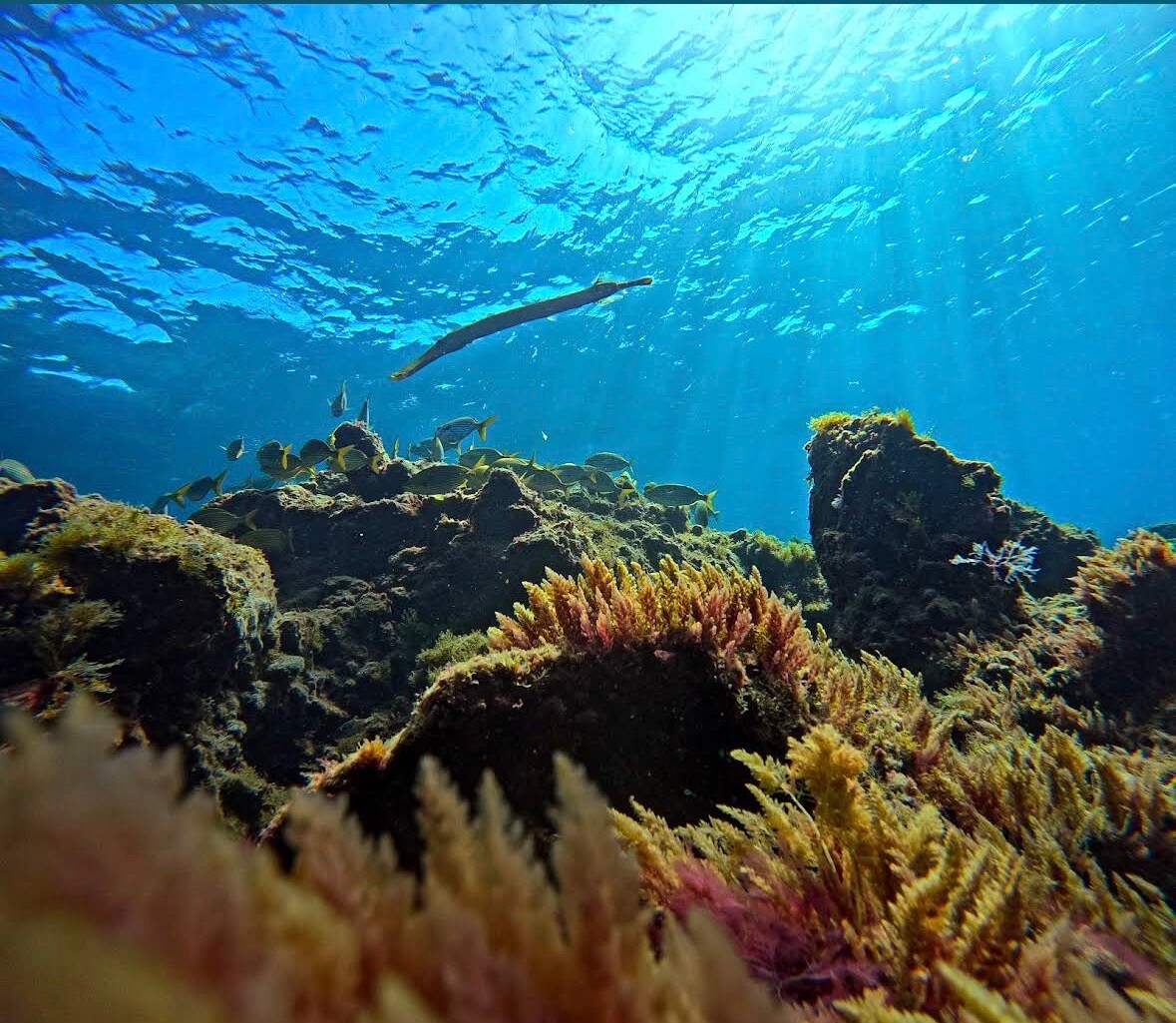 Immergiti nel Paradiso Subacqueo di Costa Adeje