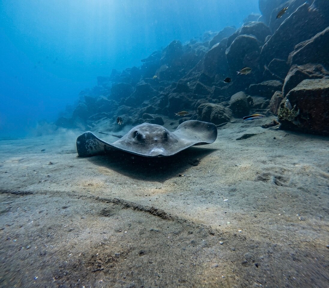 Immergiti nel Paradiso Subacqueo di Costa Adeje