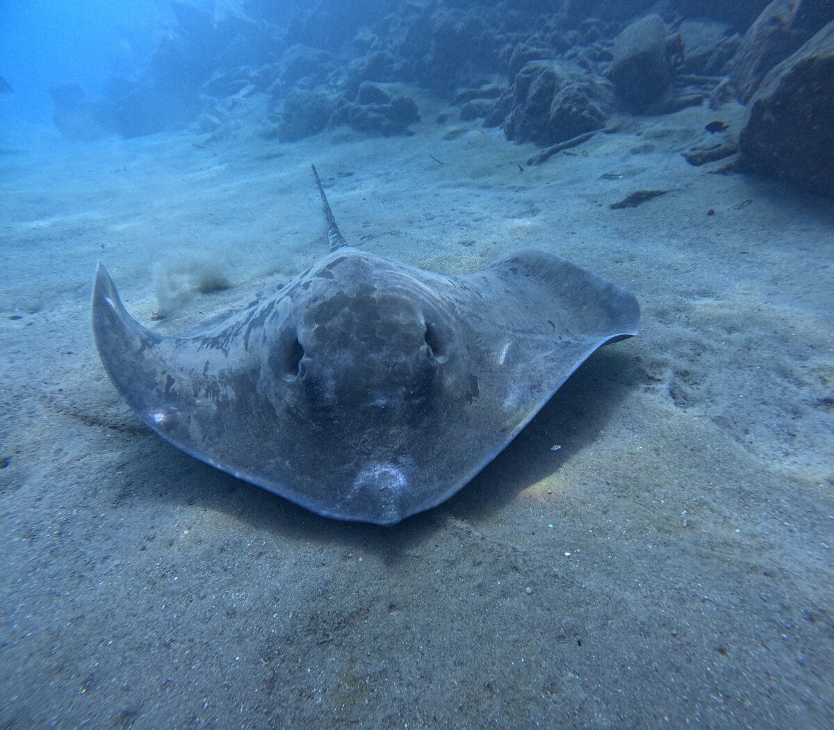 Fai snorkel nelle acque cristalline di Costa Adeje