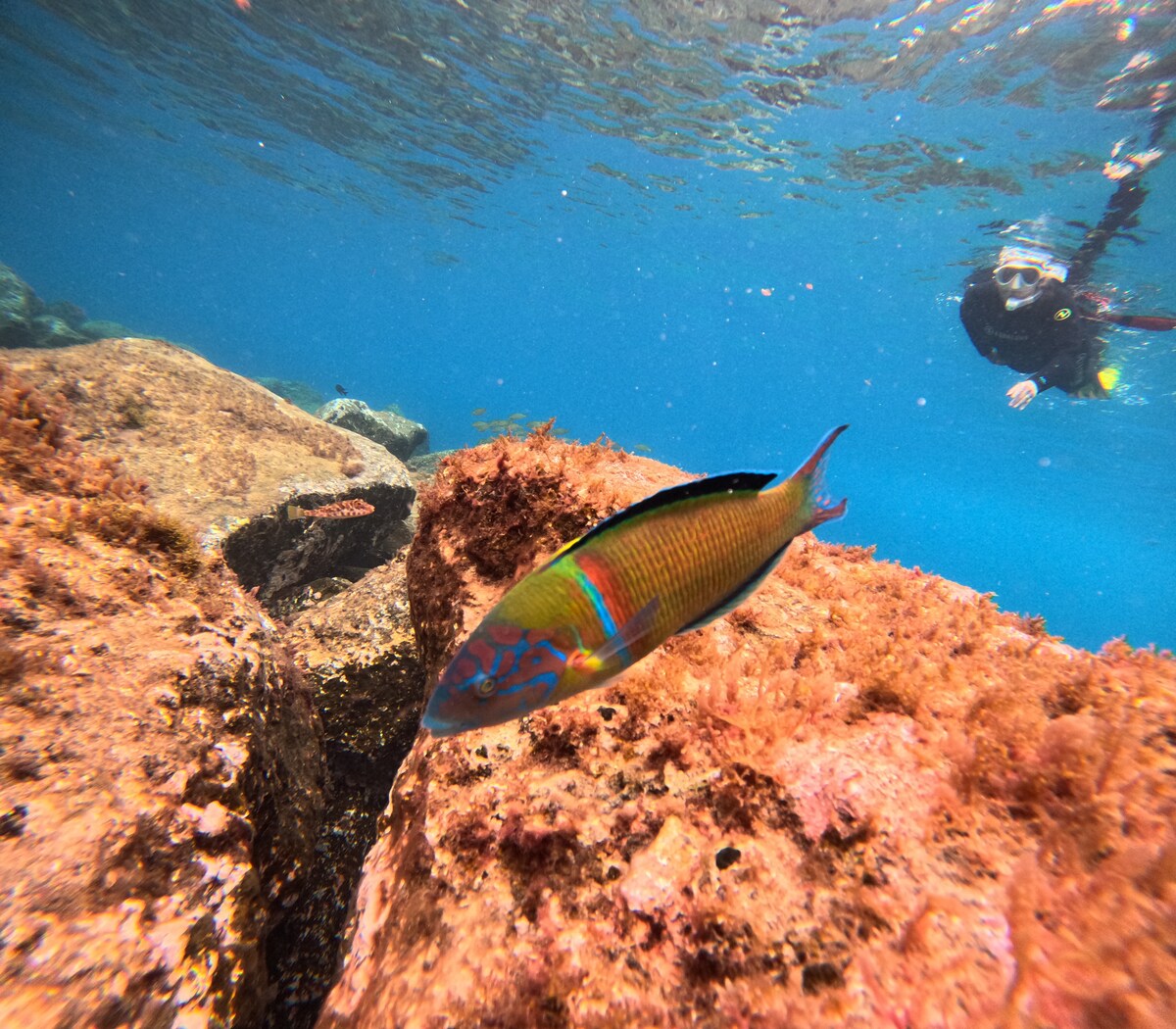 Fai snorkel nelle acque cristalline di Costa Adeje
