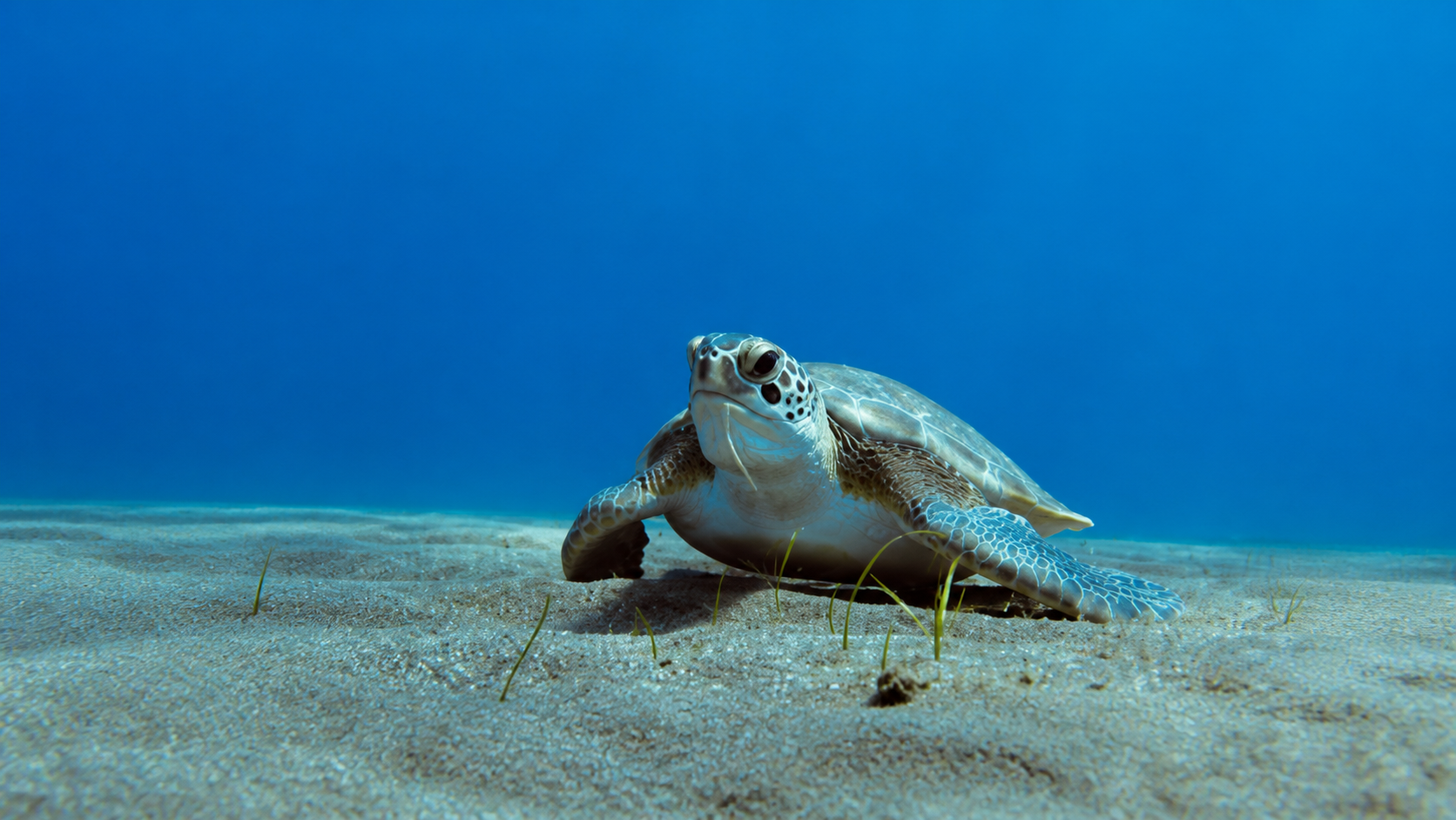 Fai snorkel nelle acque cristalline di Costa Adeje