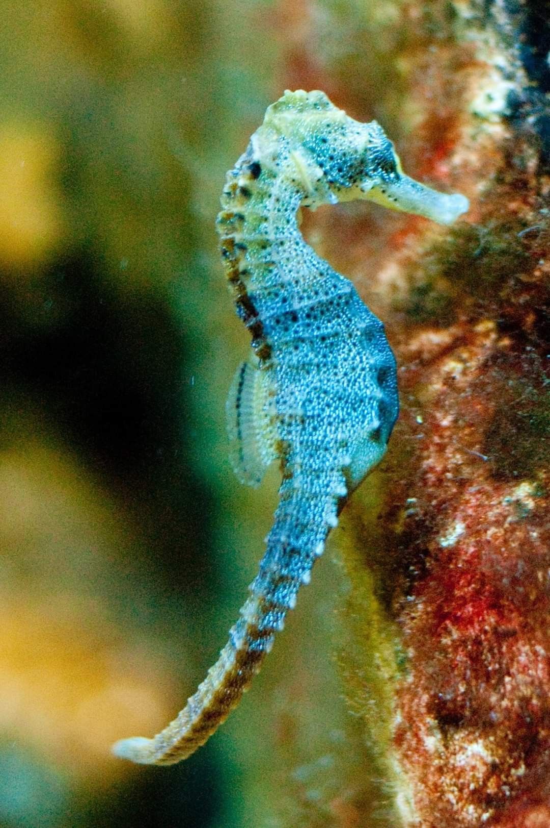 Tour snorkeling guidato in acque cristalline