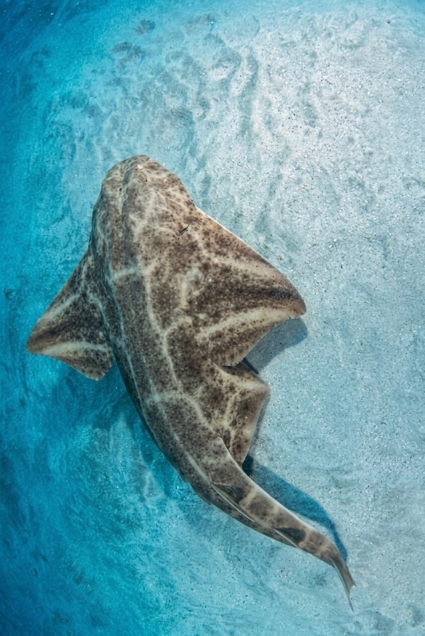 Tour snorkeling guidato in acque cristalline