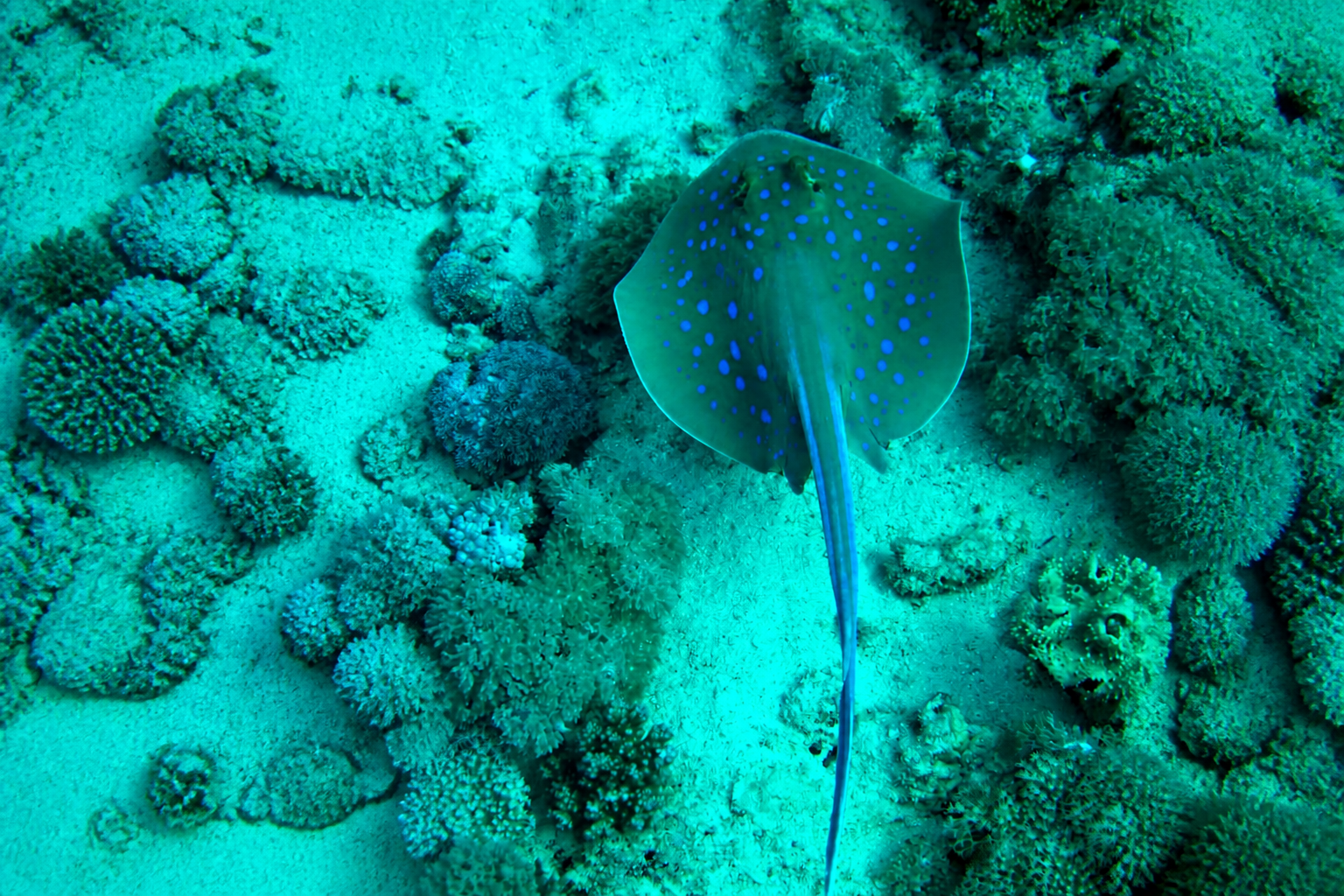 Tour snorkeling guidato in acque cristalline