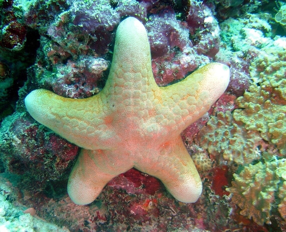 Tour snorkeling guidato in acque cristalline
