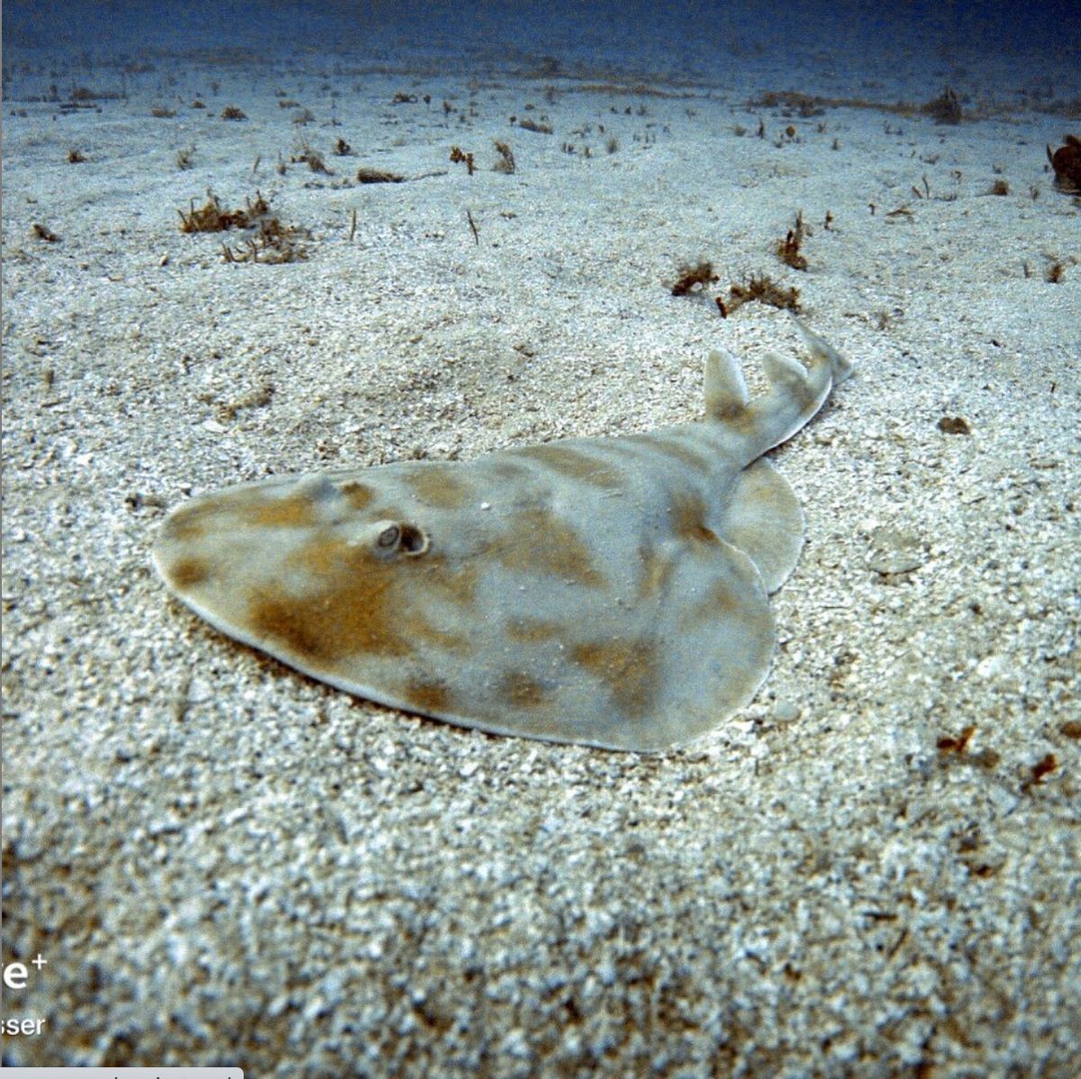 Tour snorkeling guidato in acque cristalline